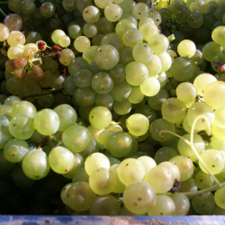 Das 61.Weinlesefest in Badacsony