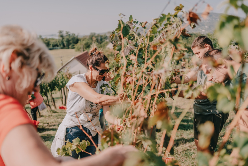 SZÜRETI PROGRAM - Istvándy Birtok és Borműhely