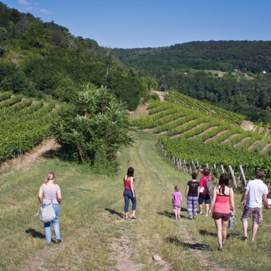 Guided tours in the Badacsony Region