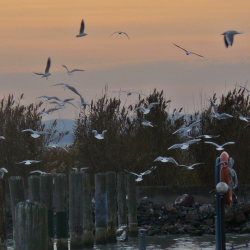 Teleszkópos madármegfigyelés a Balatonon – december 4.