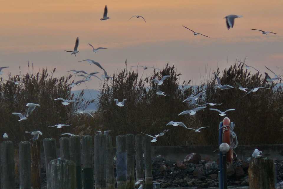 Teleszkópos madármegfigyelés a Balatonon – december 4.