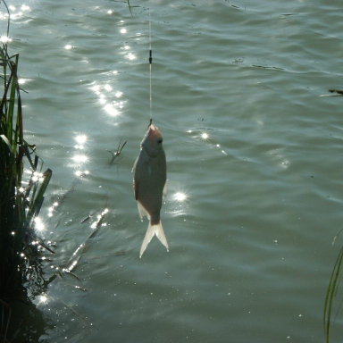 Fishing