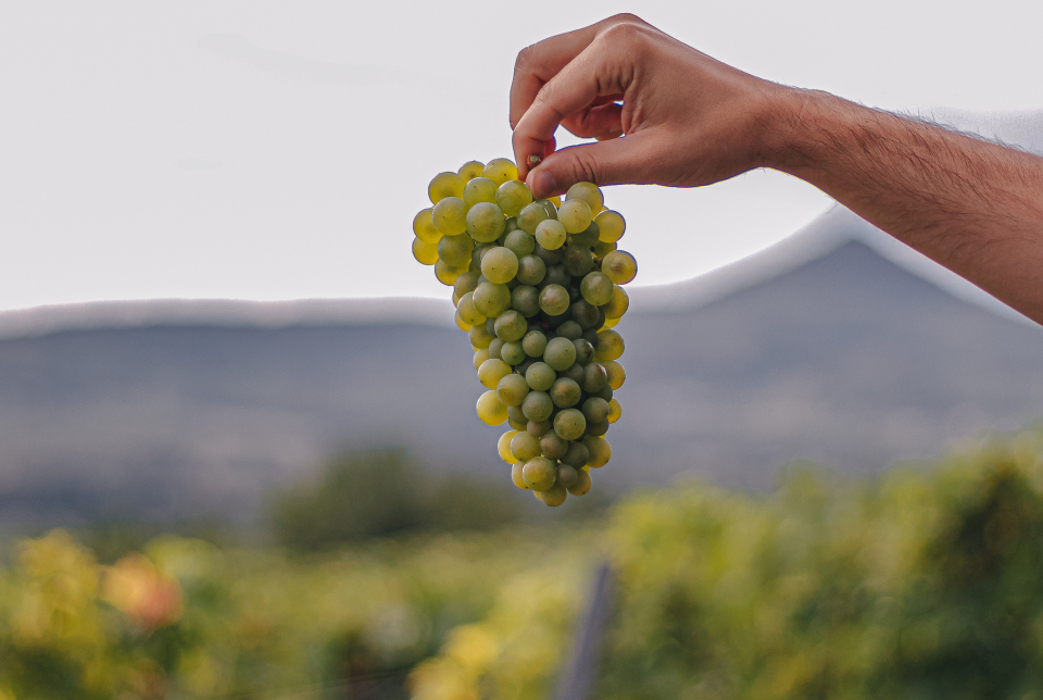 Márton-napi borvacsora - Laposa Borterasz