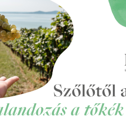 Birtokséta kóstolóval – kalandozás a tőkék között a Folly Arborétumban