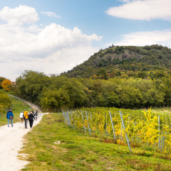 Vezetett bortúra a Csobánc-hegyen