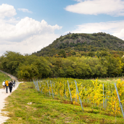Vezetett bortúra a Csobánc-hegyen