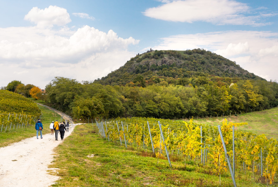 Vezetett bortúra a Csobánc-hegyen