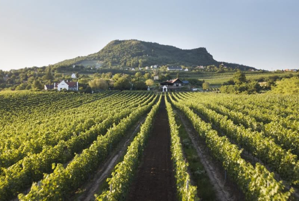 Őszi vezetett túra a Szent György-hegyen