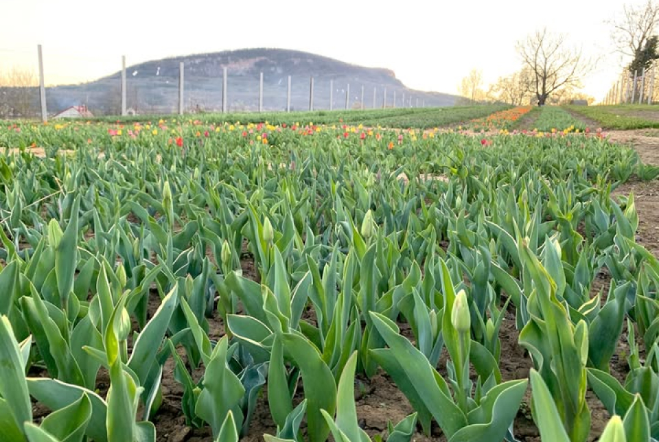 Tulipánszüret Badacsonyban!