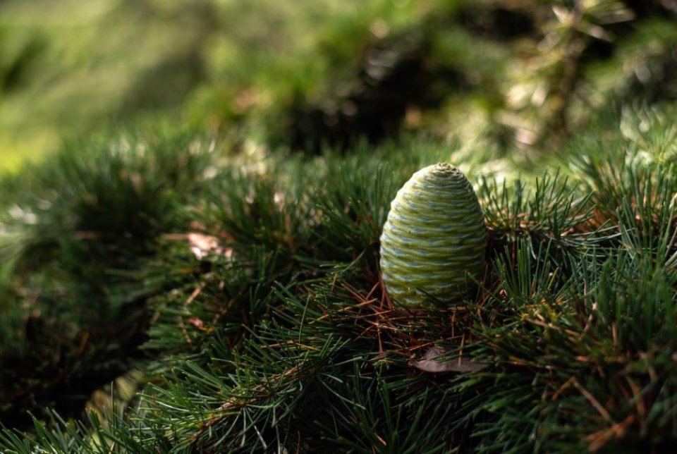 A himalájai cédrus fiatal toboza - Folly Arborétum és Borászat