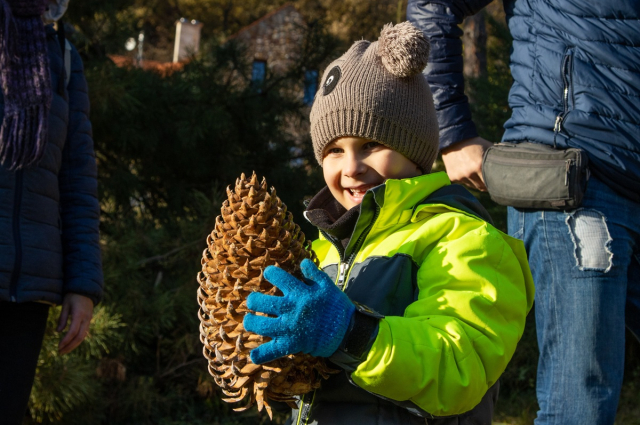 Óriástobozú fenyő, atlaszcédrusok és arizónai ciprusok tobozait is leszüretelik  novemberben a Balaton édenkertjében