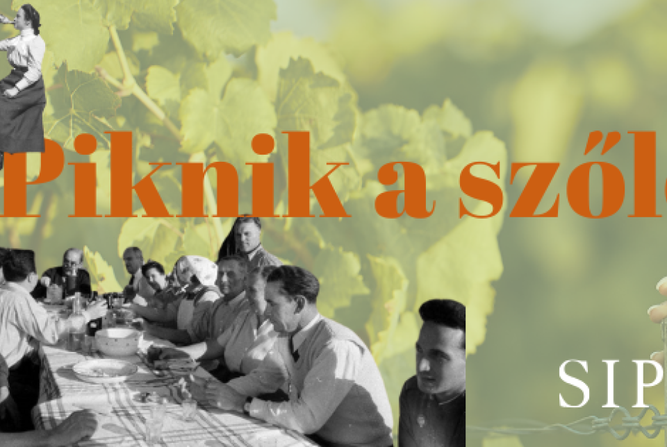 Piknik a szőlőben- Sipos Borház