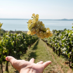 Birtokséta kóstolóval (borvacsora kísérőprogram) a Folly Arborétumban