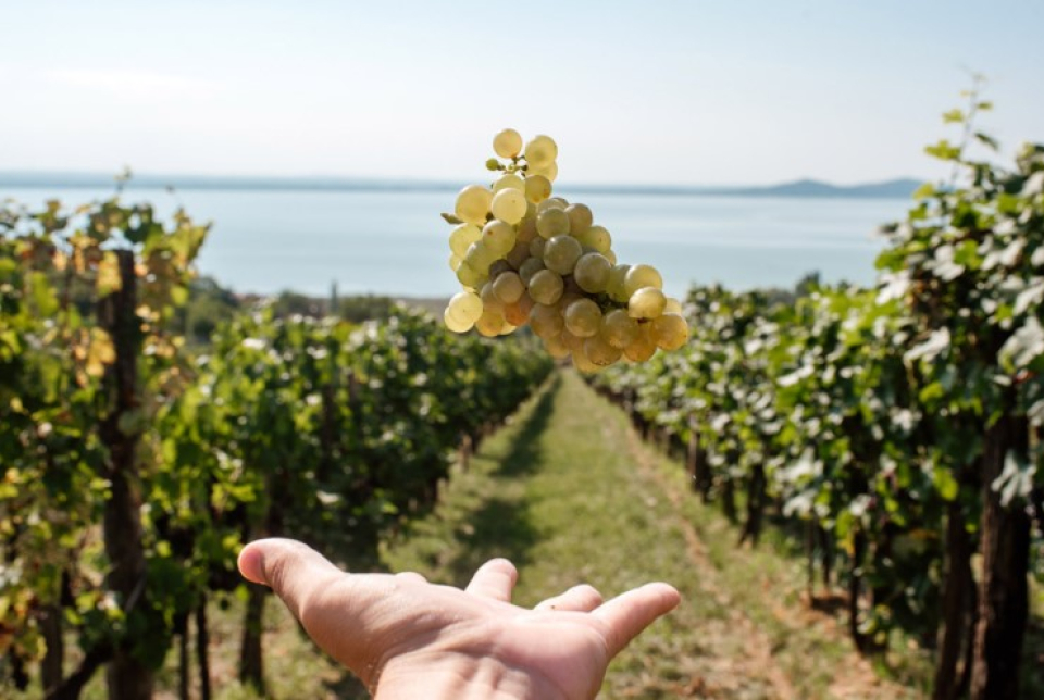 Birtokséta kóstolóval (borvacsora kísérőprogram) a Folly Arborétumban