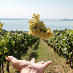 Birtokséta kóstolóval a Folly Arborétumban