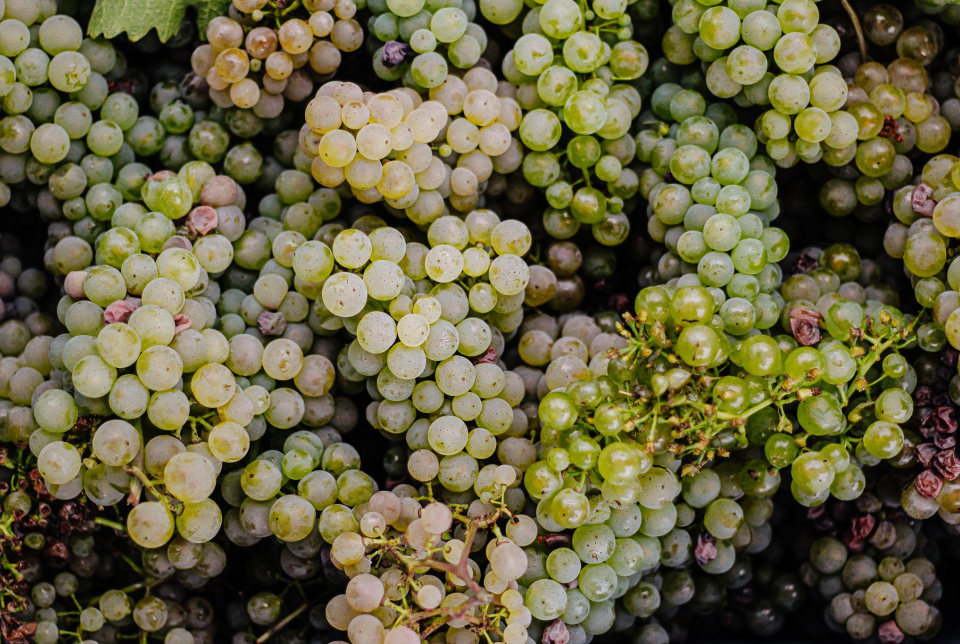 Balatoni Meseszüret - Interaktív Gyermekprogram a Laposa Birtokon