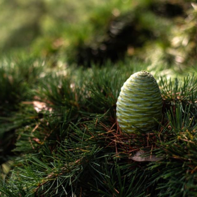 A himalájai cédrus fiatal toboza - Folly Arborétum és Borászat