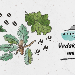 Gasztrohegy • Vadak & minden, ami erdő